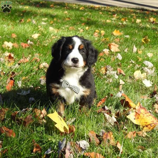 jasper, Bernese Mountain Dog Puppy